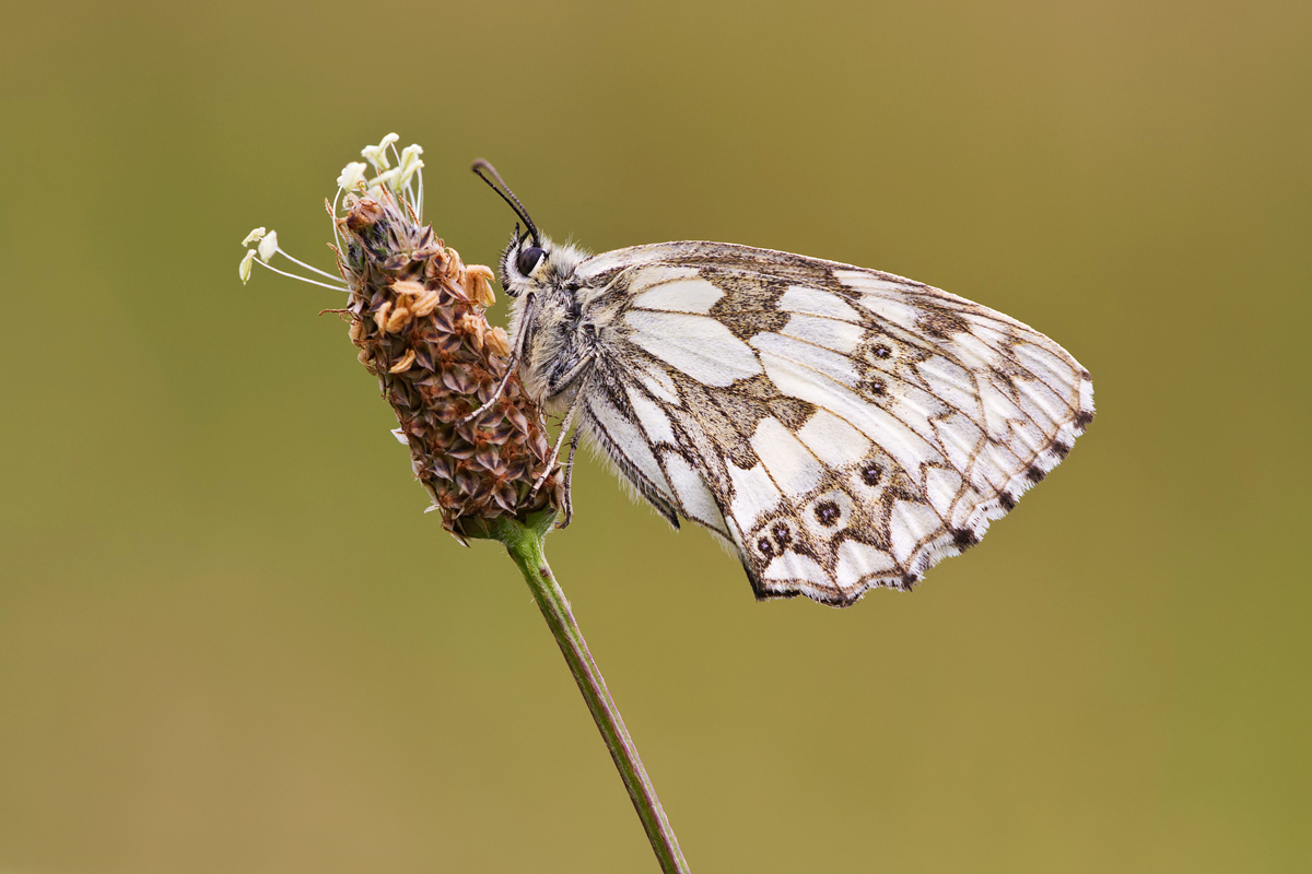 Marbled White 3